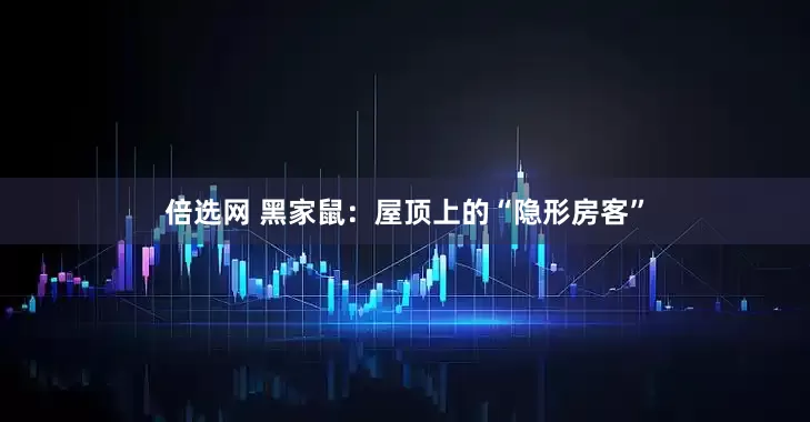 倍选网 黑家鼠：屋顶上的“隐形房客”